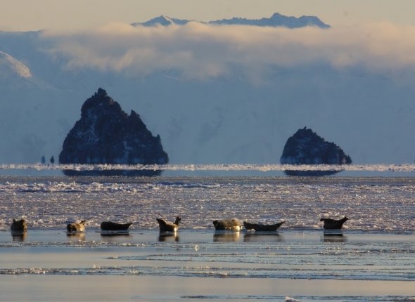 Новость дня