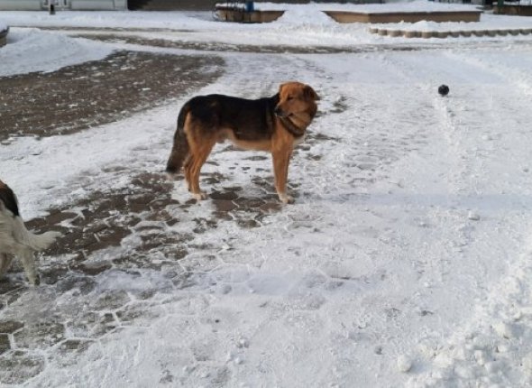 Новость дня