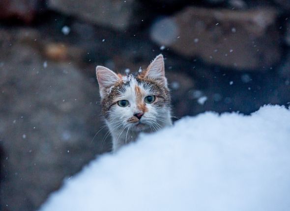 Новость дня