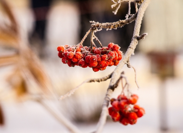 Новость дня