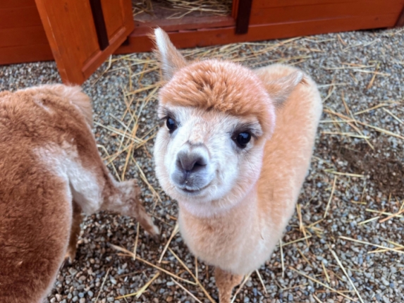 Новость дня