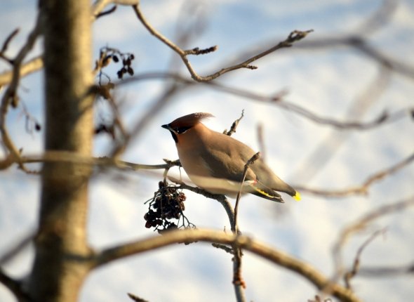 Новость дня