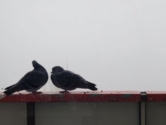 Новость дня