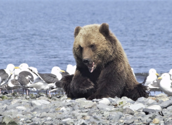 Тигры, киты и черные аисты: фантастические обитатели Хабаровского края