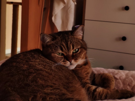 От динозавров до манэки-нэко: кошачья история покорения мира