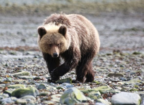 Новость дня