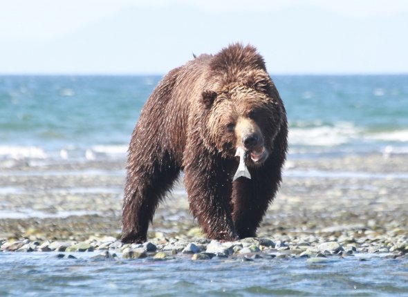 Затопчет и даже не заметит: животные, которых лучше остерегаться даже тигру