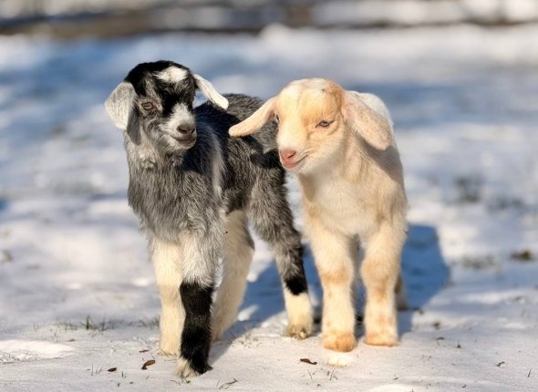 Новость дня