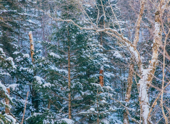 Новость дня