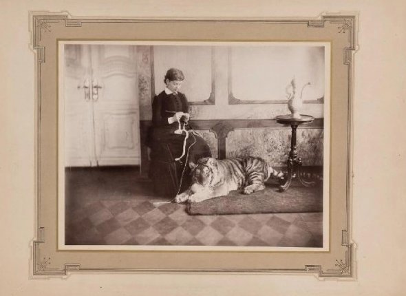 Полосатый капитал: как 100 лет назад в Уссурийске живыми тиграми торговали