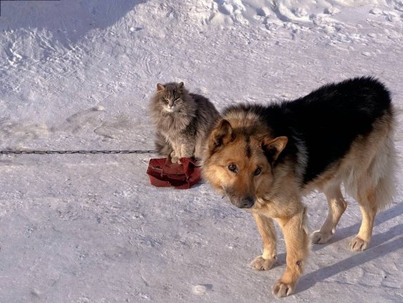 Новость дня