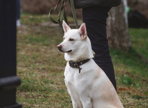 Новость дня