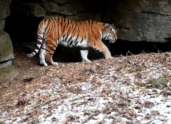 Новость дня