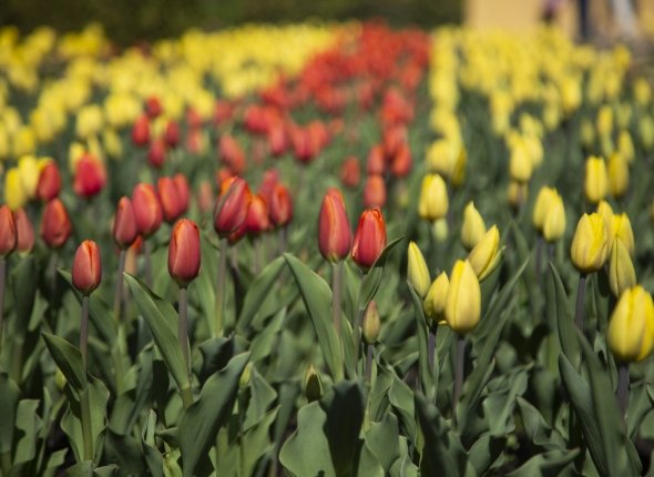 Новость дня