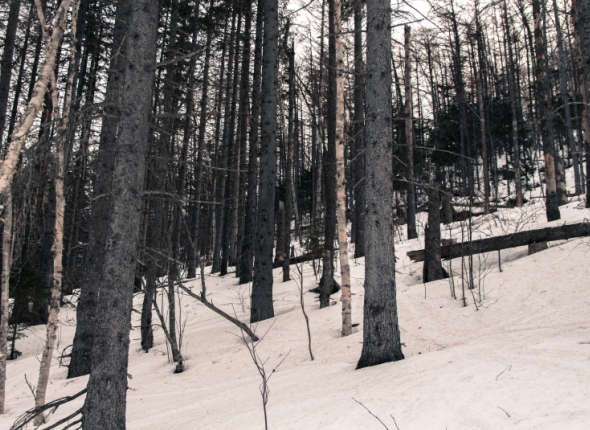 Новость дня