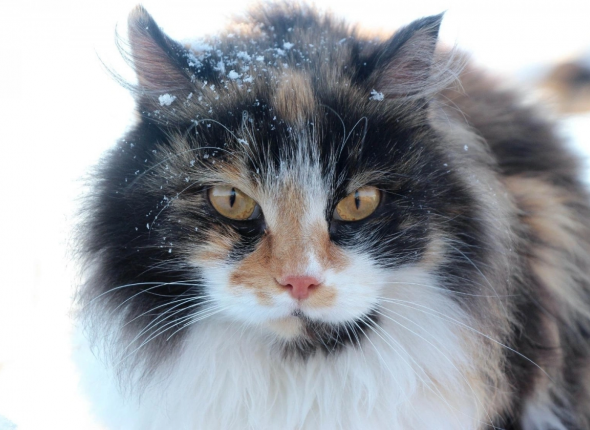 Новость дня