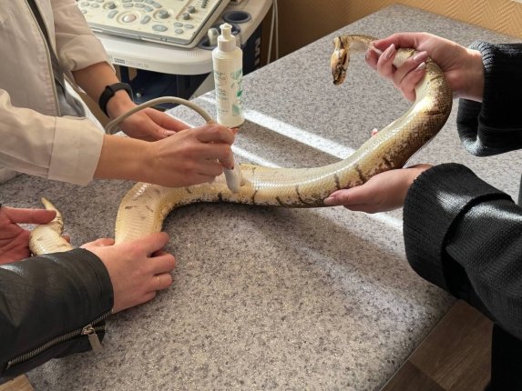 Новость дня