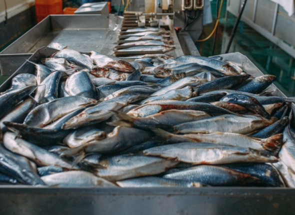 Новость дня