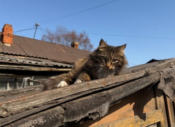 Новость дня