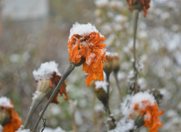 Новость дня