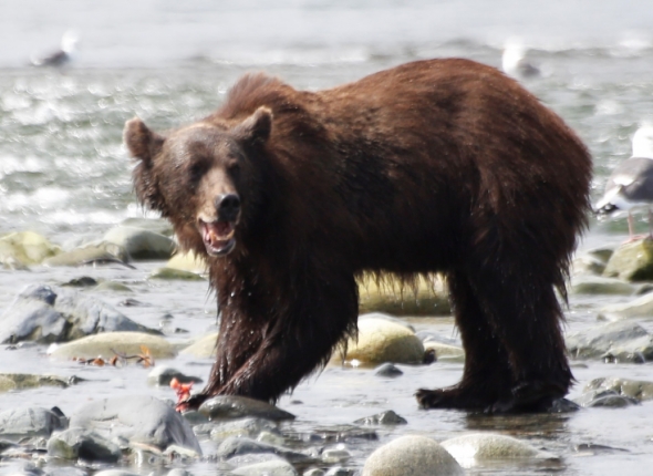 Новость дня