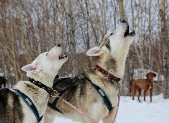 Новость дня