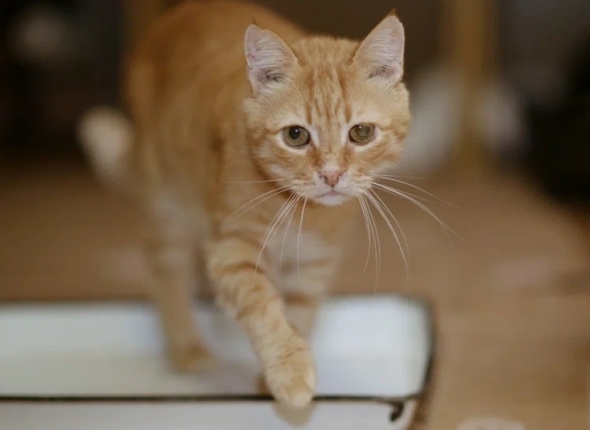 Новость дня