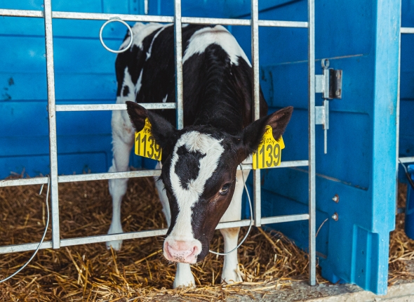 Новость дня