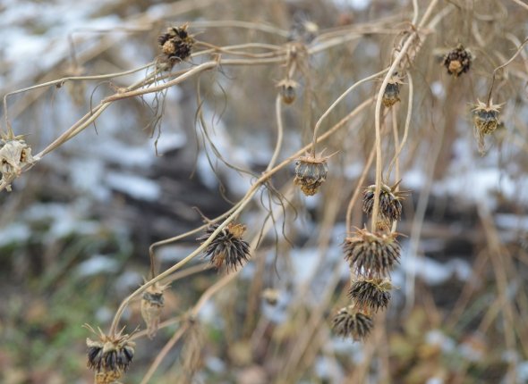 Новость дня