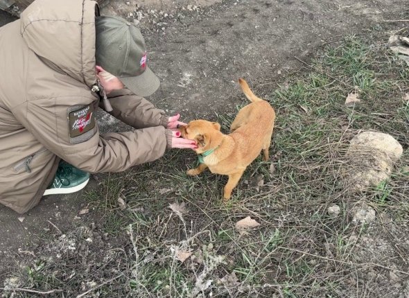 Привязали к дереву в лесу и бросили умирать: кане-корсо спасли в Симферополе