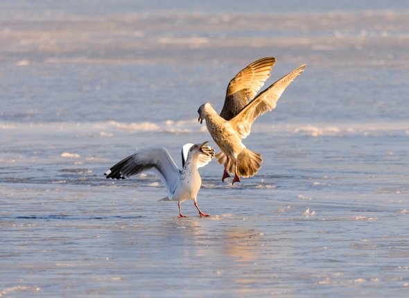 Новость дня