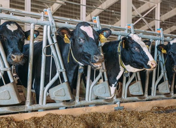 Новость дня