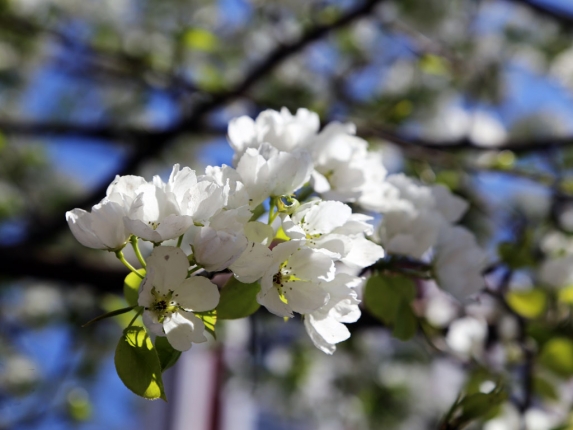 Новость дня