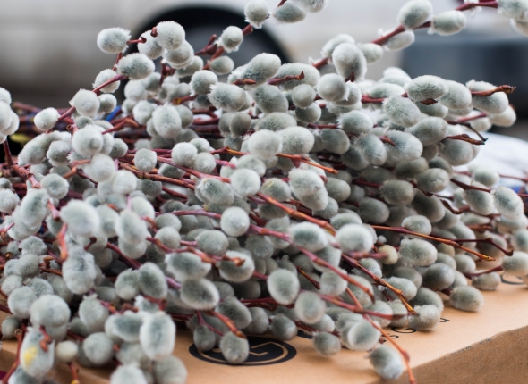 Новость дня