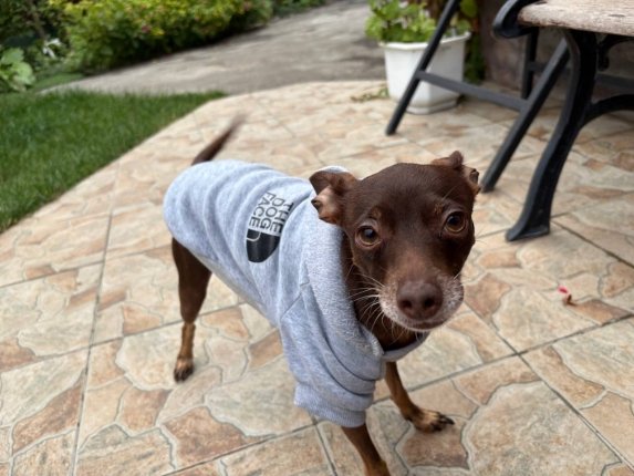 Привязали к дереву в лесу и бросили умирать: кане-корсо спасли в Симферополе