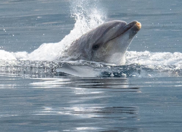 Новость дня