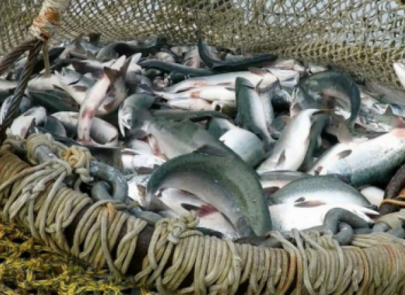 Новость дня