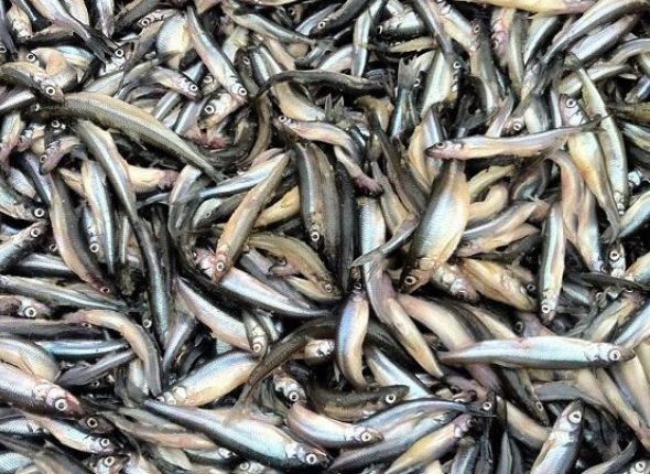 Новость дня