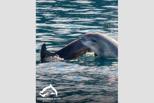 Новость дня