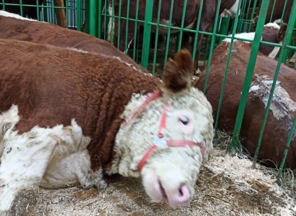 Новость дня