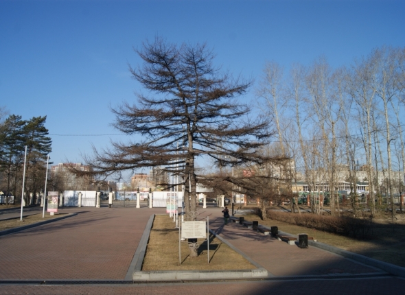 Амурское чудо