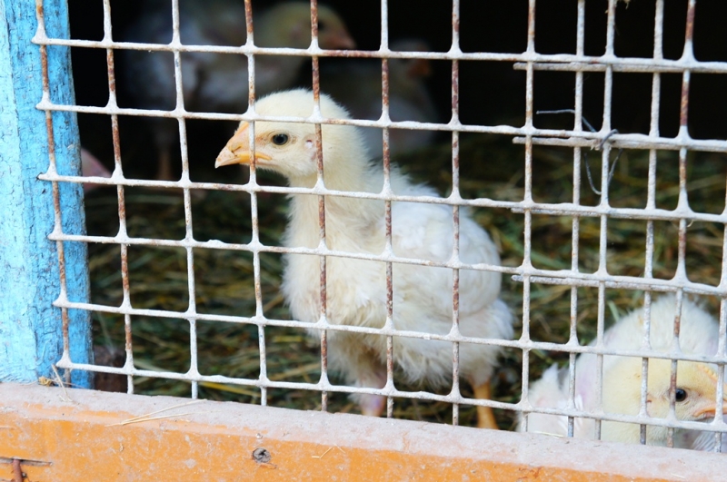 Миллионы на инновации: в бизнес-инкубаторе ЕАО созреет около 15-ти смелых стартапов Мажуга Анна, PrimaMedia