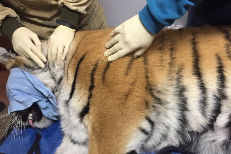 Тигр, вышедший во Владивосток, после отлова Департамент охотничьего надзора Приморского края
