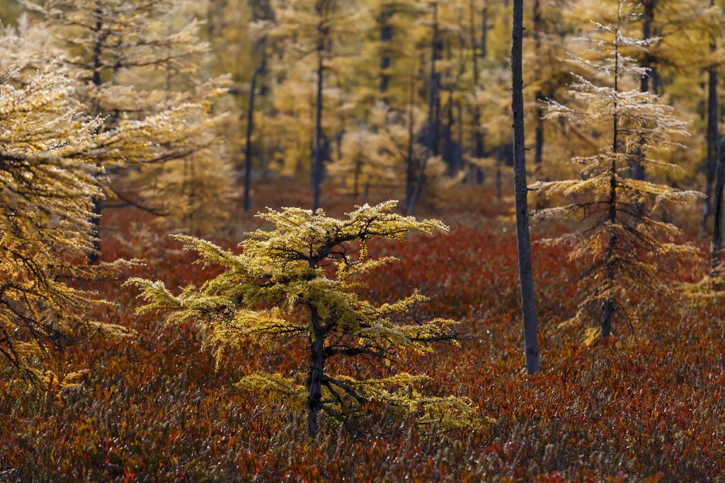 Лиственница на мари