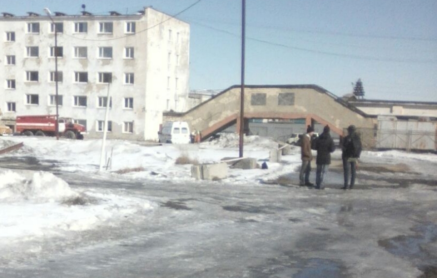 Нападение собак произошло в районе дома № 56 на улице Гагарина