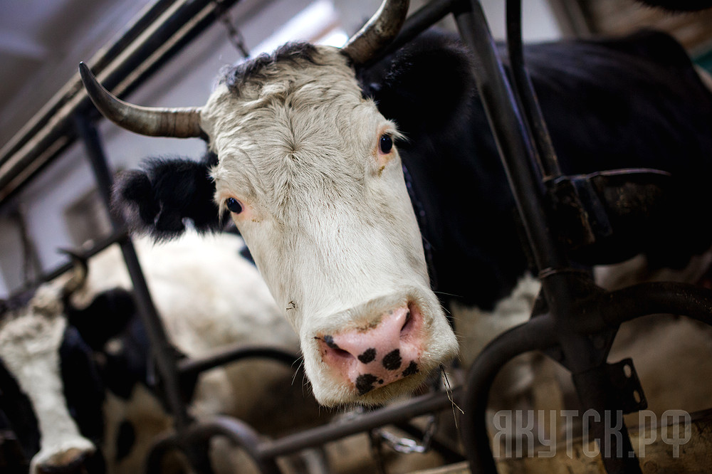 Более 100 коров отелилось в животноводческом комплексе в пригороде Якутска ОкружнАЯ администрациЯ города Якутска
