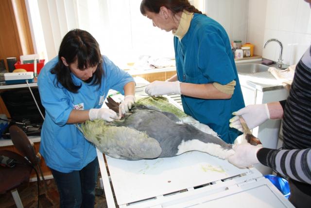 Во Владивостоке краснокнижную птицу прооперировали