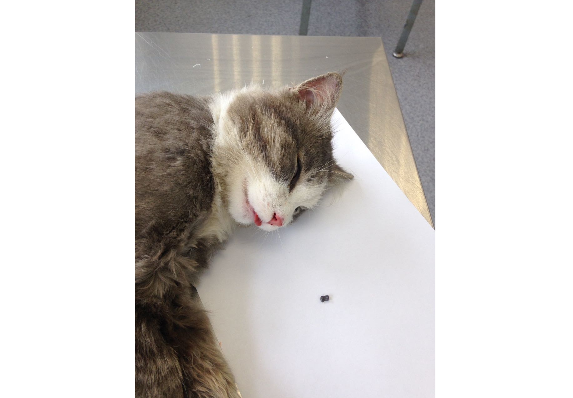 Кота с пулей в носу спасли биробиджанские ветеринары предоставлено организацией "Добрые руки"