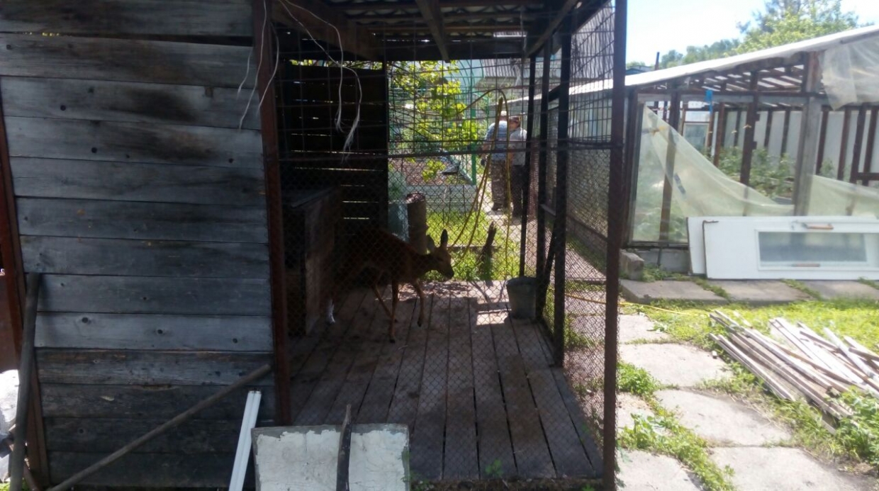 Раненую дикую козу обнаружили на станции биробиджанской скорой помощи