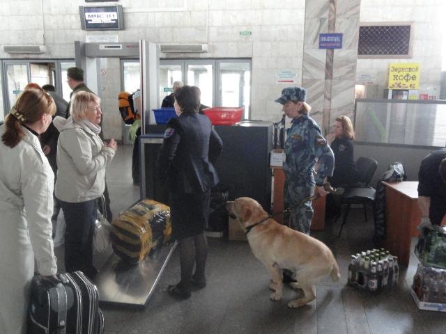 Лабрадор Санрайз ищет взрывчатку